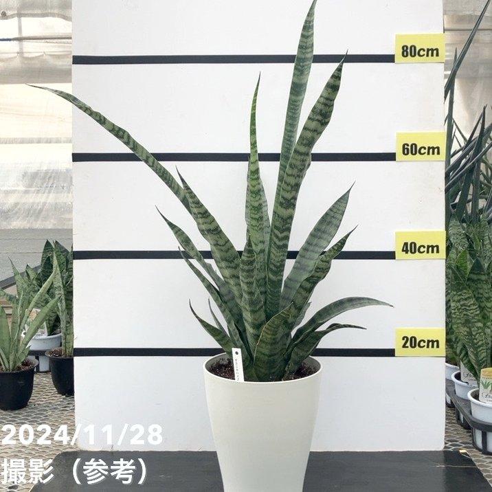 限定3鉢】サンスベリア 7号 ゼラニカハイブリッド｜観葉02-D2 : 赤塚