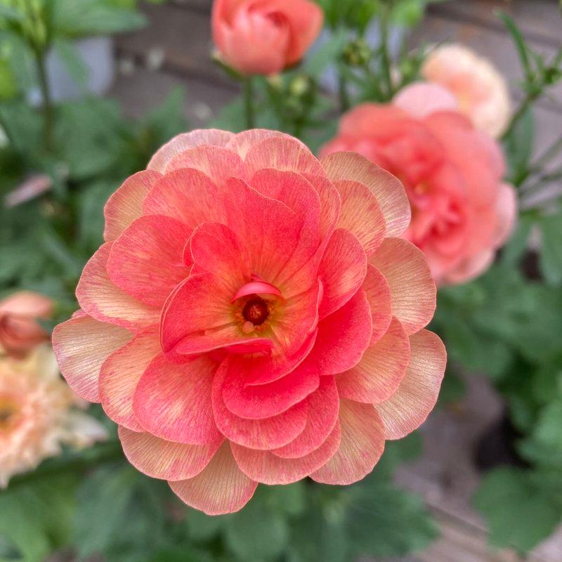 ラナンキュラス ラックスシリーズ 3.5〜4号 エリス｜草花04-PA : 赤塚