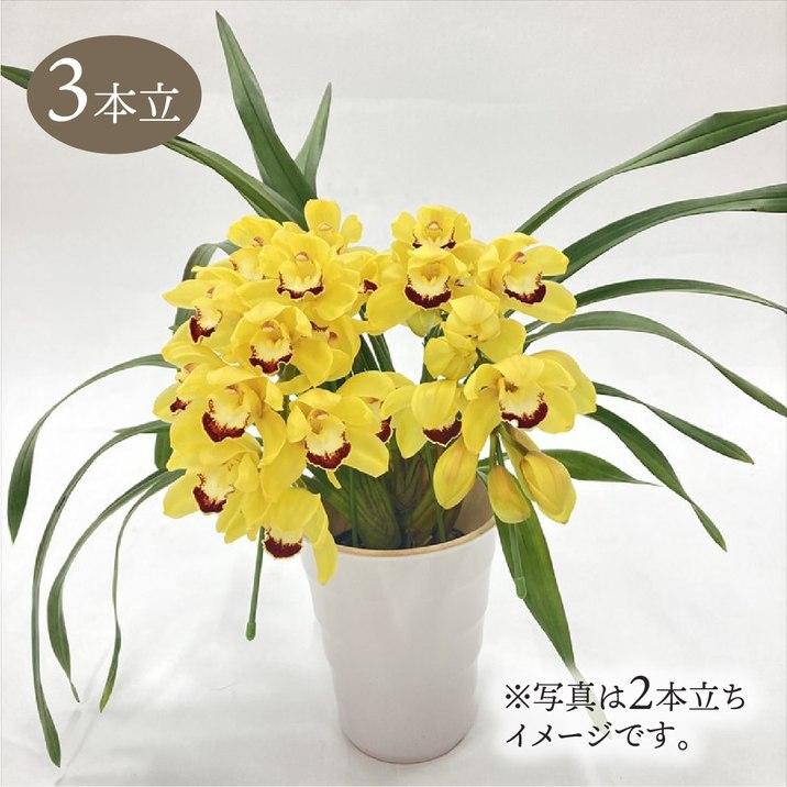 テーブルシンビジューム 黄色系 3本立アーチ 5号 ※お届けに10日程度