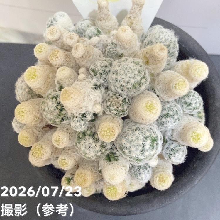 サボテン 小春日和 4号｜観葉04-PA : 赤塚植物園ヤフー店 - 通販