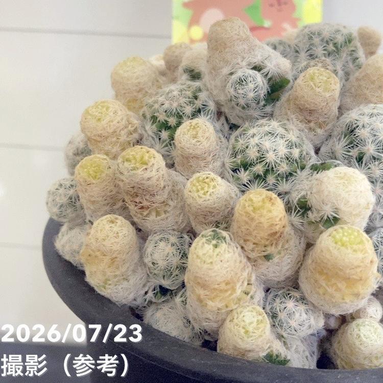 サボテン 小春日和 4号｜観葉04-PA : 赤塚植物園ヤフー店 - 通販