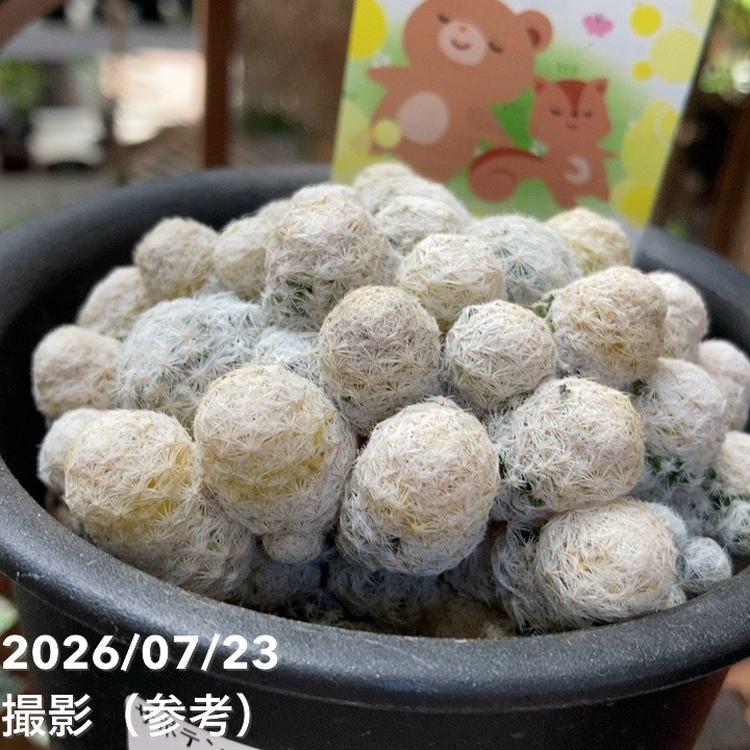 サボテン 小春日和 4号｜観葉04-PA : 赤塚植物園ヤフー店 - 通販