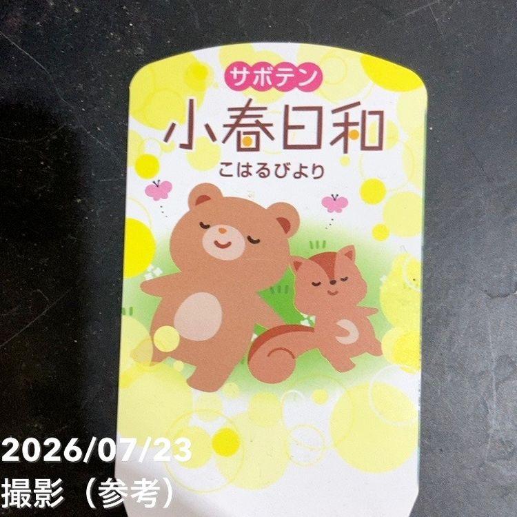 サボテン 小春日和 4号｜観葉04-PA : 赤塚植物園ヤフー店 - 通販