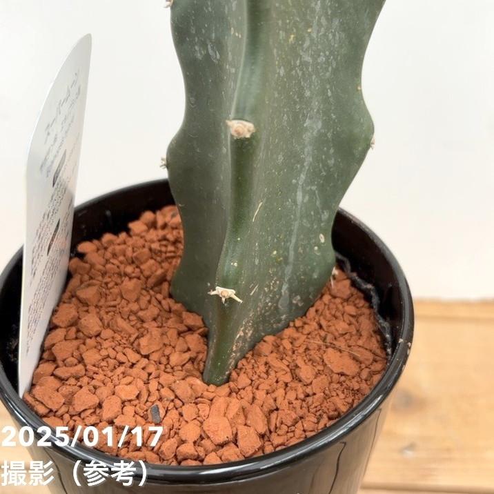 本日一日セール！開始　希少！サボテン　スーパームーン サボテン スーパームーン 4号｜観葉10-TU : 赤塚植物園ヤフー店 - 通販