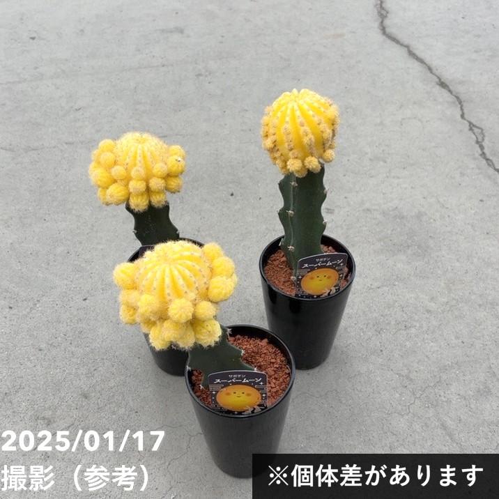 サボテン スーパームーン 4号｜観葉10-TU : 赤塚植物園ヤフー店 - 通販