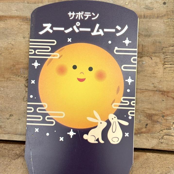 サボテン スーパームーン 4号｜観葉10-TU : 赤塚植物園ヤフー店 - 通販