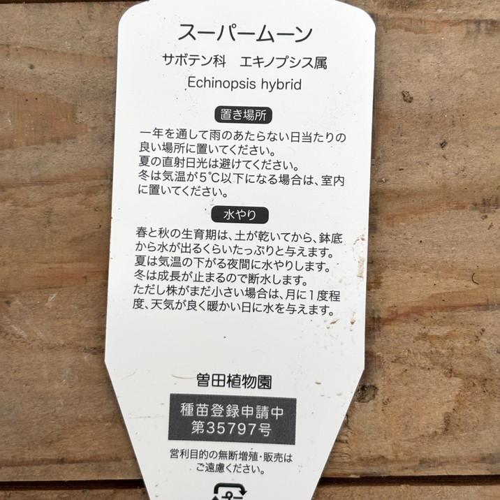 サボテン スーパームーン 4号｜観葉10-TU : 赤塚植物園ヤフー店 - 通販