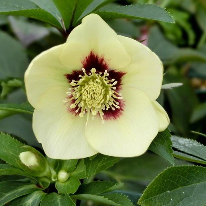 ⑥クリスマスローズ　種のみ約85粒　みやびオーレア 数量限定】＜つぼみ〜開花株＞クリスマスローズ 伊勢みやび 3.5号 蛍火