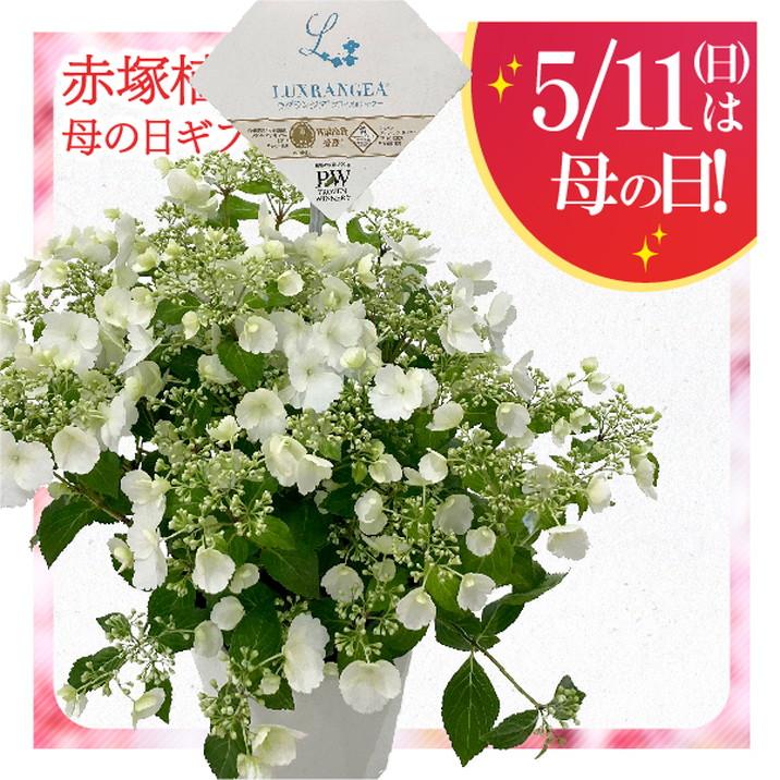 【大株】ブライダルシャワー 6号鉢 紫陽花 ラグランジア アジサイ ラグランジア ブライダルシャワー 6号大株 大株ブライダル