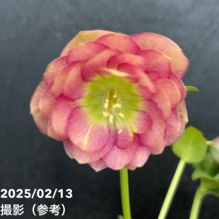 クリスマスローズシャガール・グロッシー認定 クリスマスローズ 認定