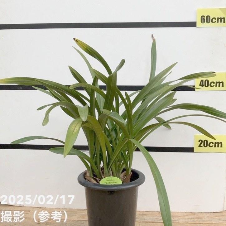 花芽5個以上>キンリョウヘン 5〜6号|ミツバチ蘭|洋蘭10-TU 花芽5個以上>キンリョウヘン 5〜6号|ミツバチ蘭|洋蘭10-TU