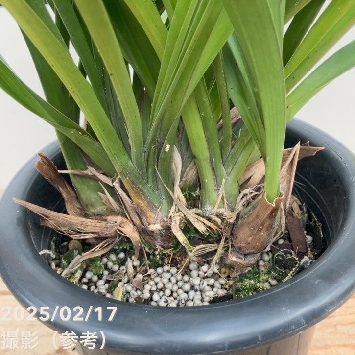 花芽5個以上>キンリョウヘン 5〜6号|ミツバチ蘭|洋蘭10-TU 花芽5個以上>キンリョウヘン 5〜6号|ミツバチ蘭|洋蘭10-TU