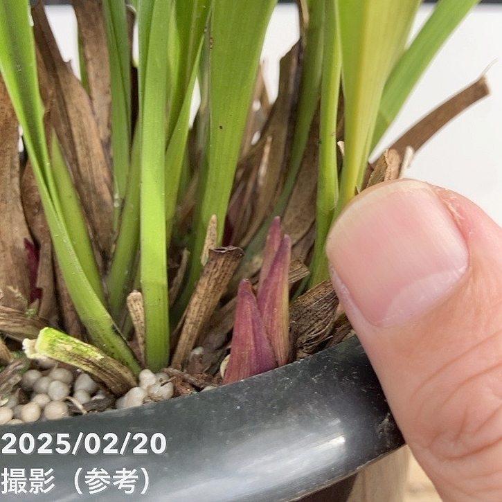 花芽5個以上>キンリョウヘン 5〜6号|ミツバチ蘭|洋蘭10-TU 花芽5個以上>キンリョウヘン 5〜6号|ミツバチ蘭|洋蘭10-TU