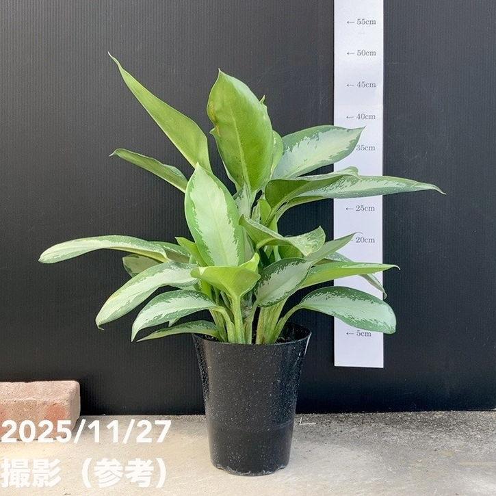 専用　アグラオネマ　A 観葉植物：アグラオネマ ビューティー*4号 Aglaonema : 遊恵盆栽 Yahoo