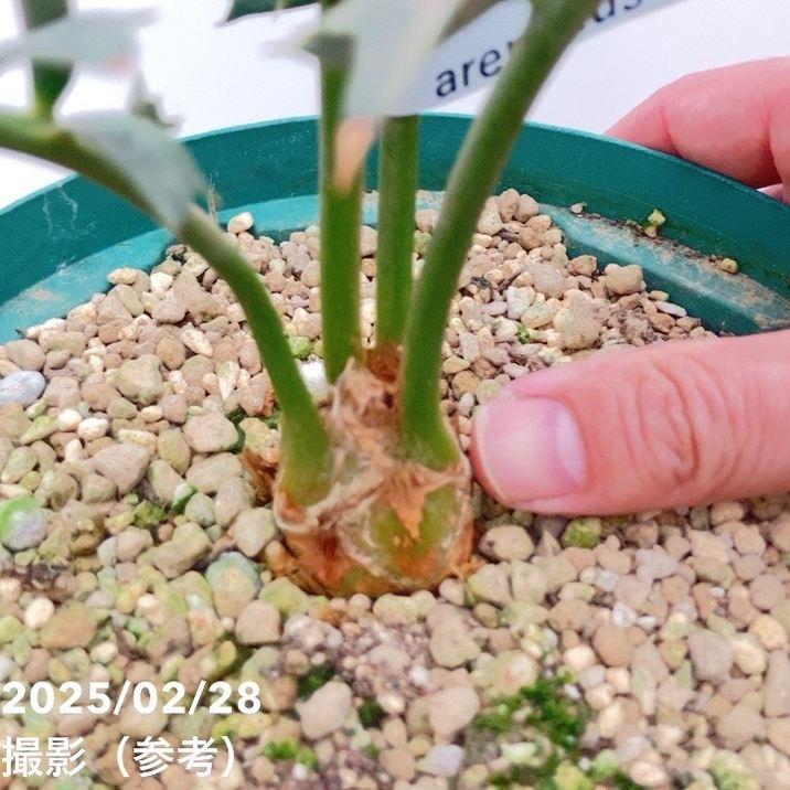 激レア！現品お届け】エンセファラルトス アレナリウス