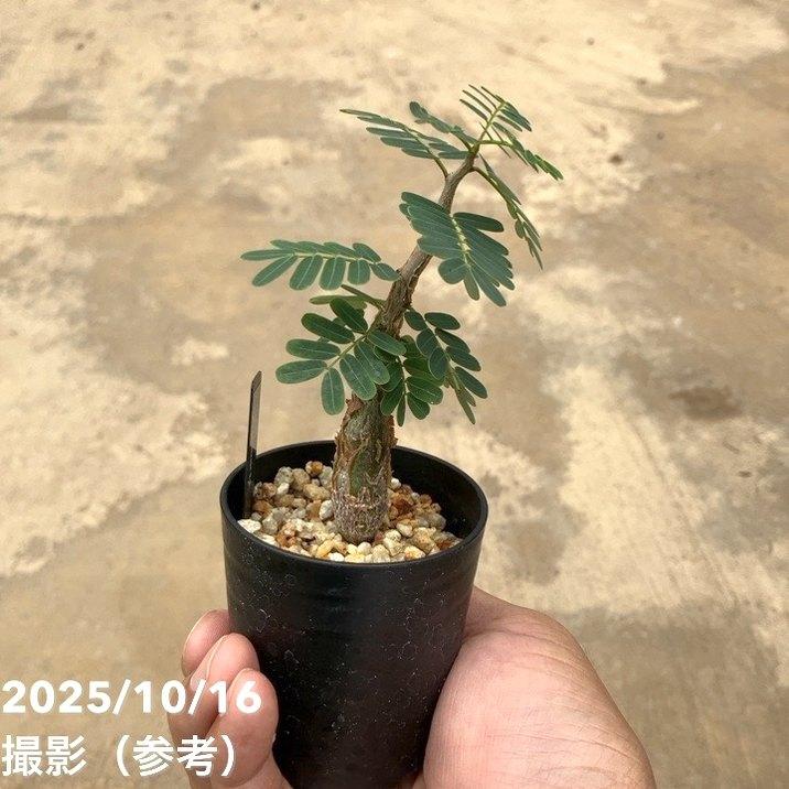 カッシア（センナ） メリディオナリス 2.5号｜観葉10-TU : 赤塚植物園