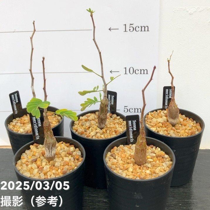 カッシア（センナ） メリディオナリス 2.5号｜観葉10-TU : 赤塚植物園