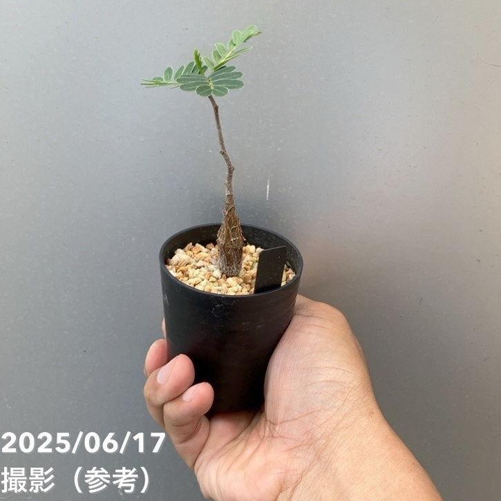 カッシア（センナ） メリディオナリス 2.5号｜観葉10-TU : 赤塚植物園