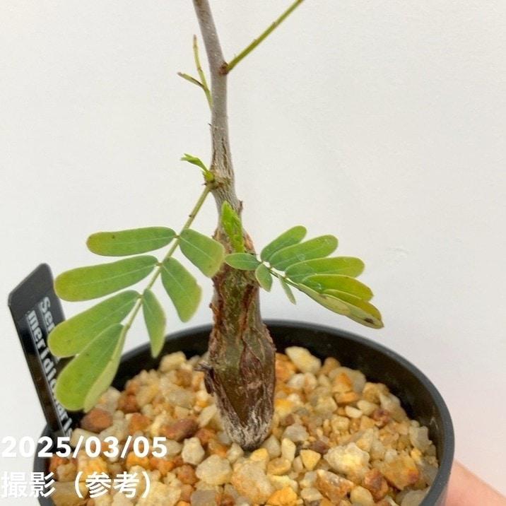 カッシア（センナ） メリディオナリス 2.5号｜観葉10-TU : 赤塚植物園