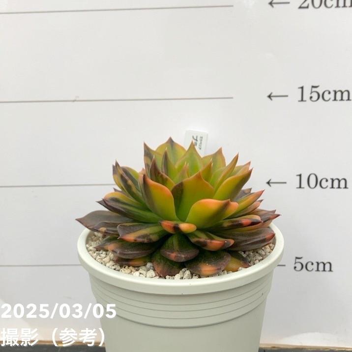 現品お届け】エケベリア 3.5号 ブラックプリンス錦(3)|観葉10 現品お届け】エケベリア 3.5号 ブラックプリンス錦(3)|観葉10