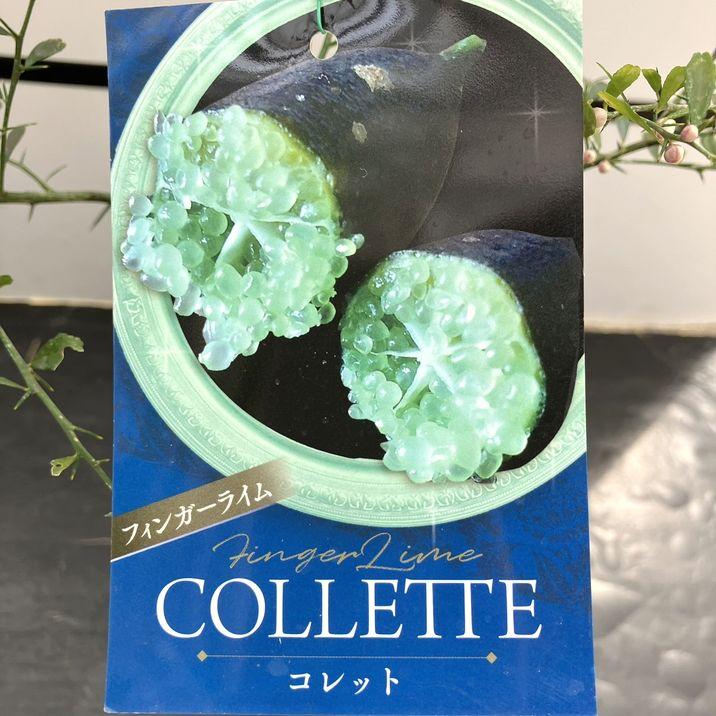 撮影品発送】果実つきフィンガーライム接木苗 ／苗木コレット10