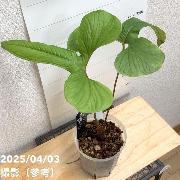 現品お届け】アンスリウム ドラコノプテルム Anthurium draconopterum