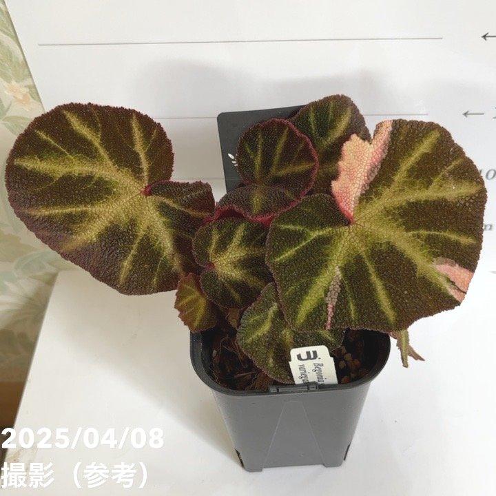 決算P5倍！8/2まで】ベゴニア ソリムタータ バリエガータ Begonia soli 