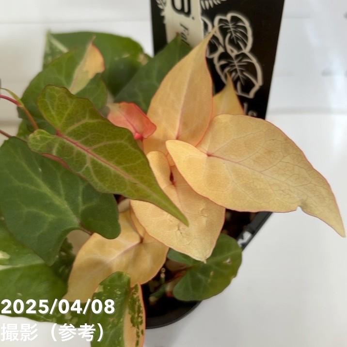 【決算P5倍！8/2まで】斑入りツルドクダミ ファロピア ムルチフローラ バリエガータ Fallopia multiflora ...