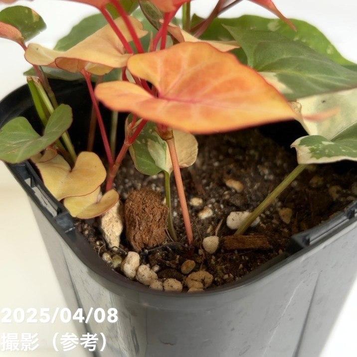 【決算P5倍！8/2まで】斑入りツルドクダミ ファロピア ムルチフローラ バリエガータ Fallopia multiflora ...