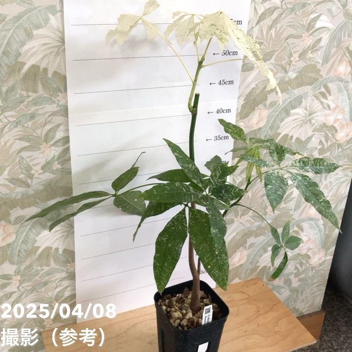 現品お届け】実生 斑入りパキラ Pachira glabra 'variegata' 4号 現品お届け】実生 斑入りパキラ Pachira glabra 'variegata' 4号