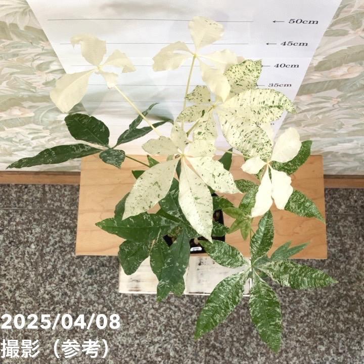 現品お届け】実生 斑入りパキラ Pachira glabra 'variegata' 4号 現品お届け】実生 斑入りパキラ Pachira glabra 'variegata' 4号