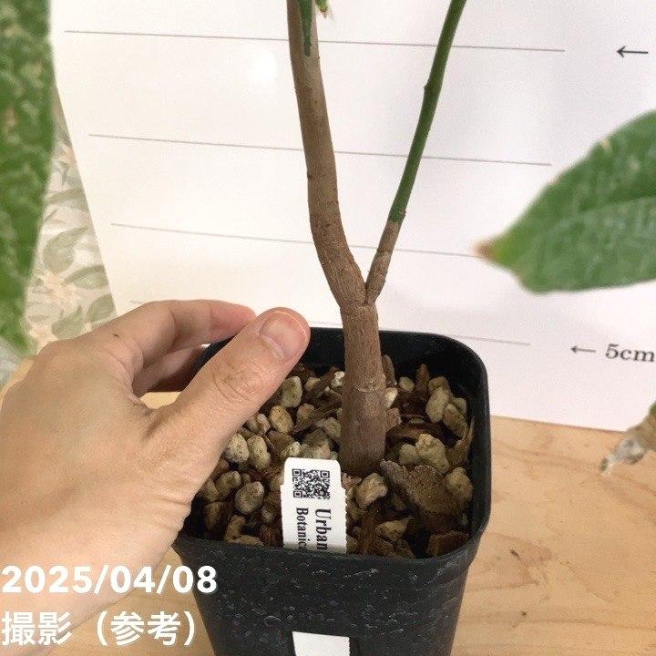 現品お届け】実生 斑入りパキラ Pachira glabra 'variegata' 4号 現品お届け】実生 斑入りパキラ Pachira glabra 'variegata' 4号