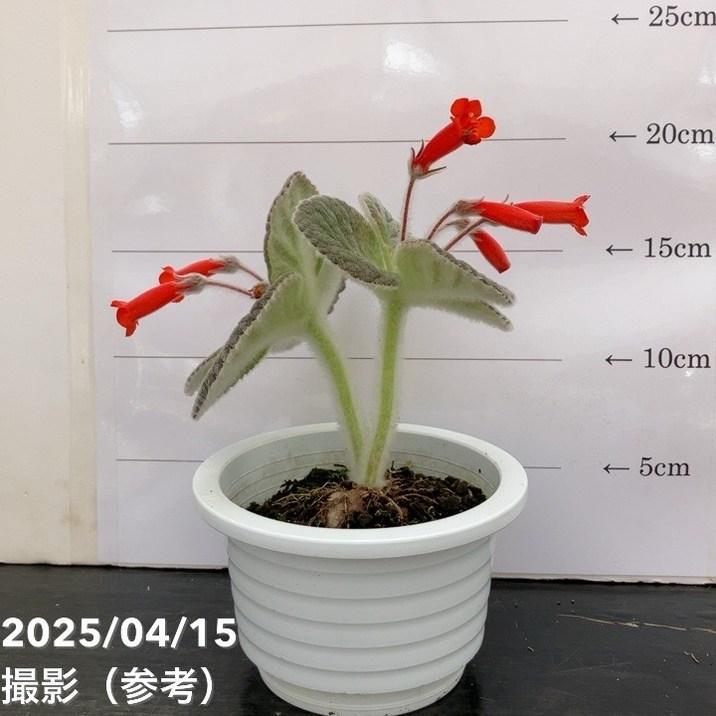 シンニンギア アフロディーテ 4号｜観葉10-TU : 赤塚植物園ヤフー店