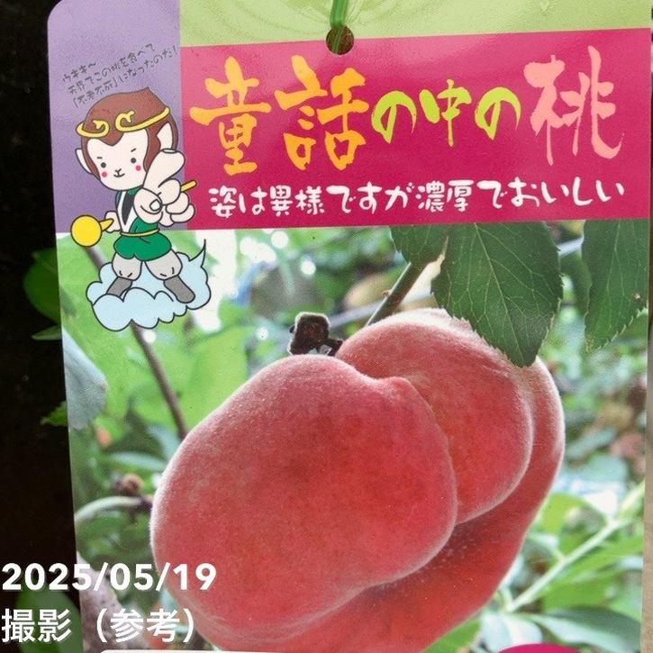 大紅蟠桃　苗　蟠桃　バントウ　桃　樹木　果樹　珍しい　果物 桃 大紅ばんとう（蟠桃）5号ポット｜果樹04-PA : 赤塚植物園ヤフー店