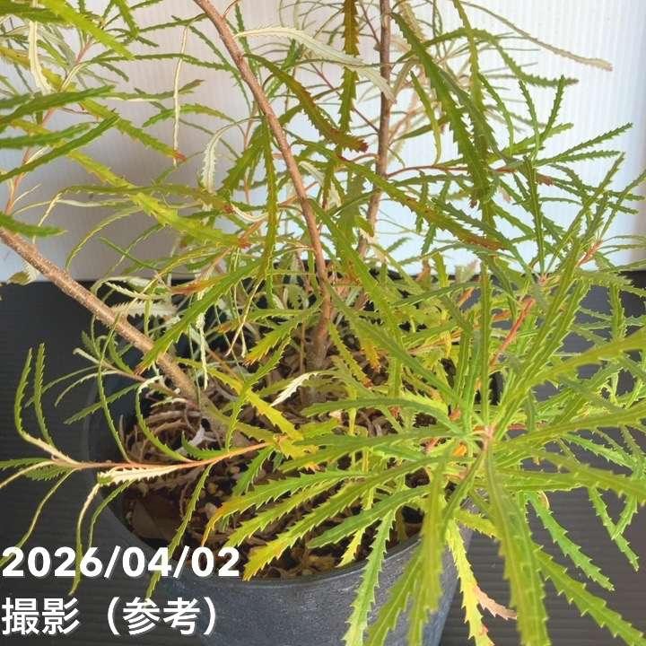 バンクシア スピヌロサ ヘアピンバンクシア 5.5号｜花木04-PA : 赤塚