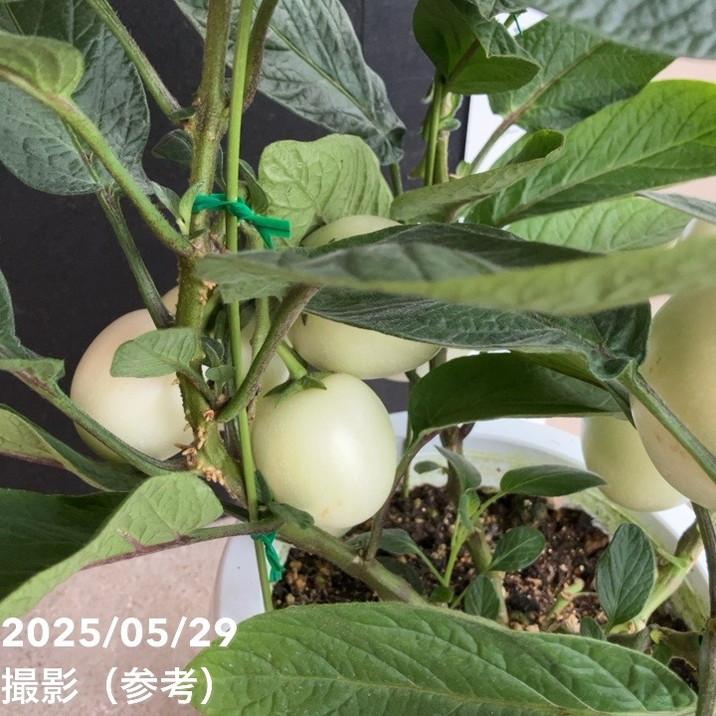 ら*ど様 ペピーノ 6個セット 実付き＞ペピーノ 6号｜果樹04-PA : 赤塚植物園ヤフー店 - 通販