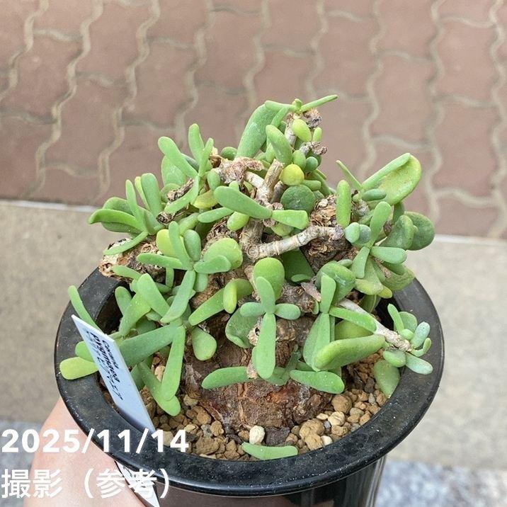 現品お届け】ケラリア ピグマエア Ceraria pygmaea 3.5号（SA6
