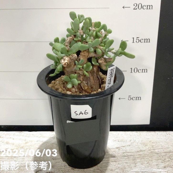 ケラリア ピグマエア 現品お届け】ケラリア ピグマエア Ceraria pygmaea 3.5号（SA6）｜観葉