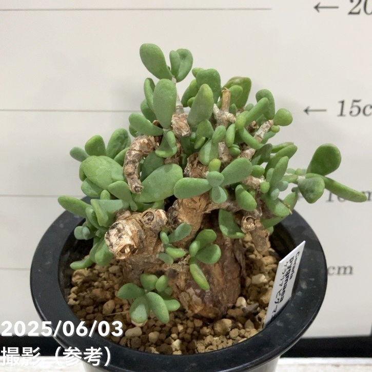 現品お届け】ケラリア ピグマエア Ceraria pygmaea 3.5号（SA6）｜観葉