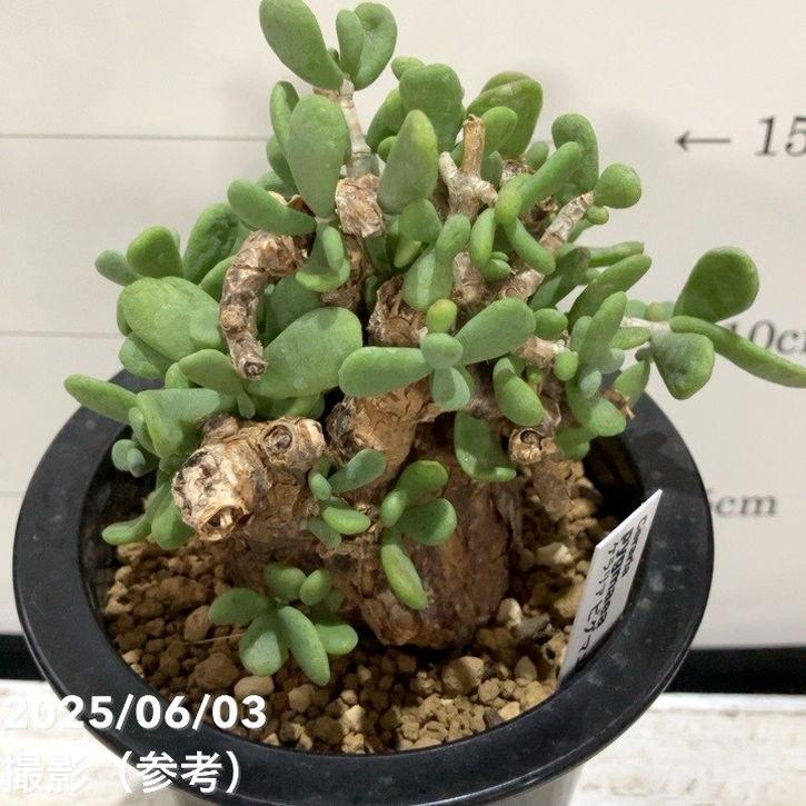 現品お届け】ケラリア ピグマエア Ceraria pygmaea 3.5号（SA6）｜観葉