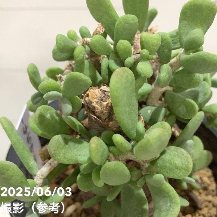 現品お届け】ケラリア ピグマエア Ceraria pygmaea 3.5号（SA6）｜観葉