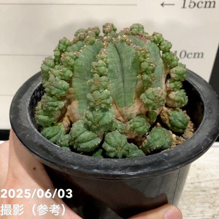 ユーフォルビア　シンメトリカ 現品お届け】ユーフォルビア シンメトリカ Euphorbia Symmetrica 4.5号