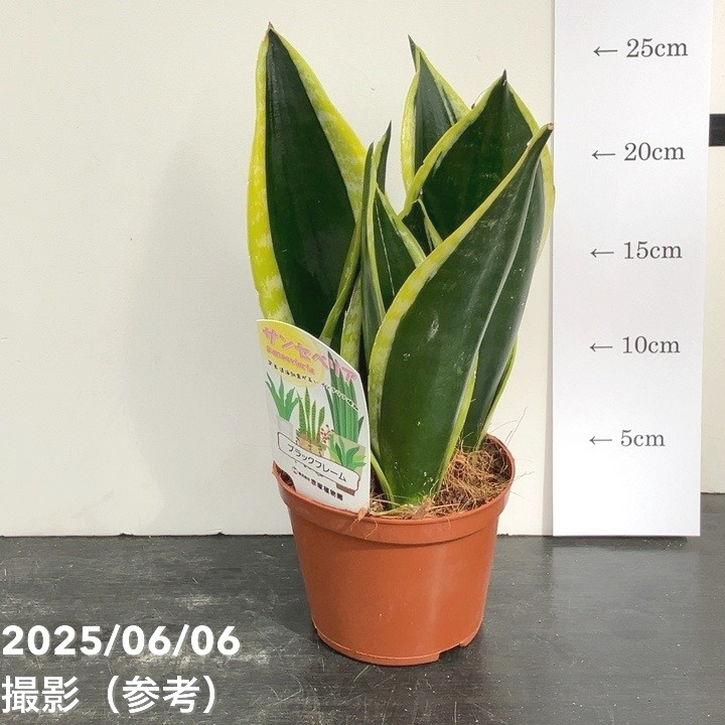 サンスベリア 4号 ブラックフレーム 生産鉢仕様｜観葉02-D2 : 赤塚