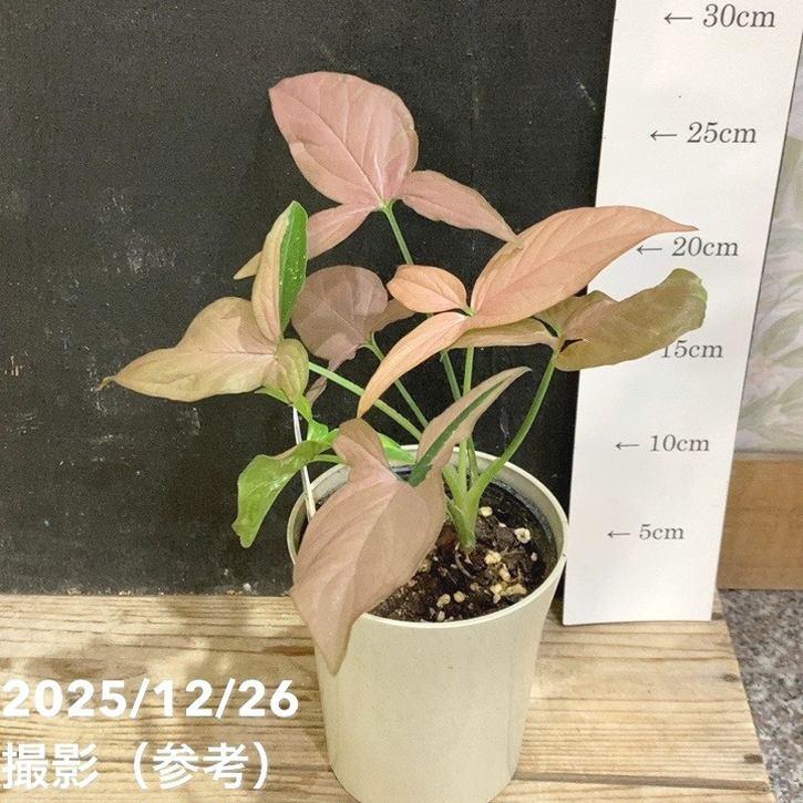 シンゴニウム レッドスポットトリカラー 3.5号｜観葉04-PA : 赤塚