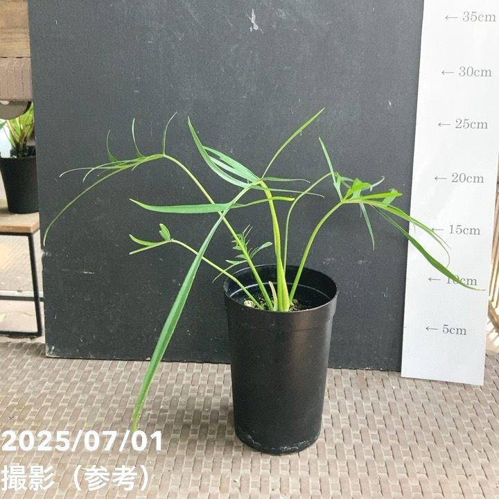 現品お届け】フィロデンドロン ポリポディオイデス 3号 （MI11）｜観葉