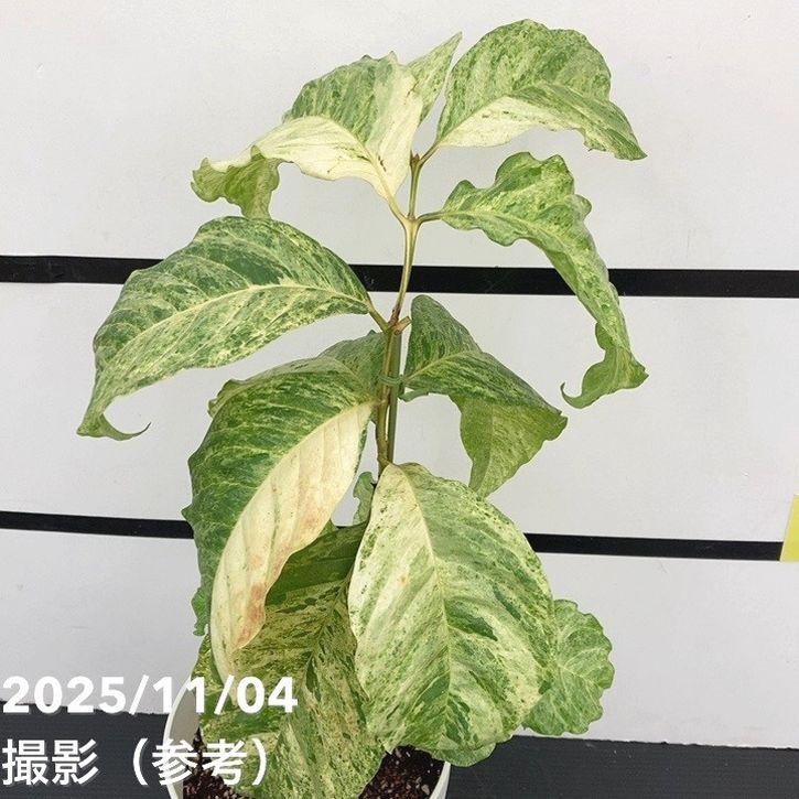 ★コーヒーの木【アラビカ種】6号ロングスリット鉢 激レア！現品お届け】コーヒーの木 アラビカ 6号 斑入り 接木苗 白プラ