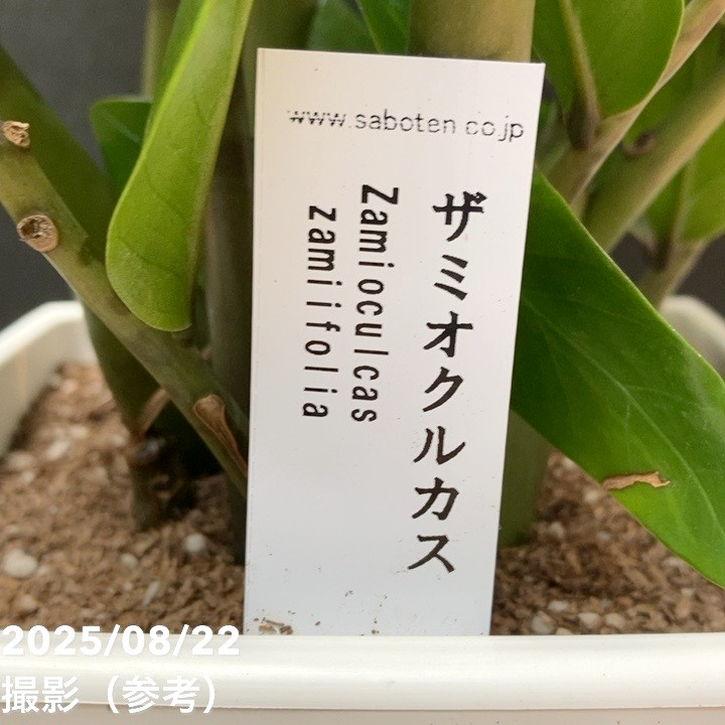 ザミオクルカス ザミーフォリア 7号｜観葉04-PA : 赤塚植物園