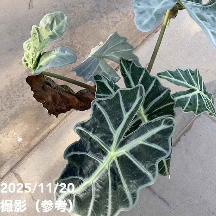 アロカシア アマゾニカ ミント バリエガータ 斑入り Alocasia x