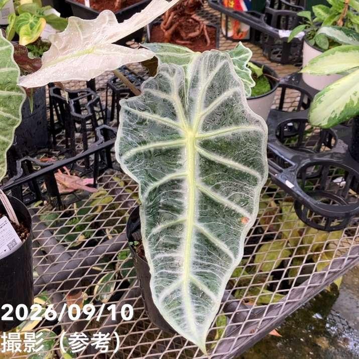 アロカシア アマゾニカ ミント バリエガータ 斑入り Alocasia x