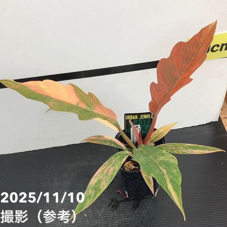 65周年記念P11倍】【現品お届け】フィロデンドロン キャラメルマーブル